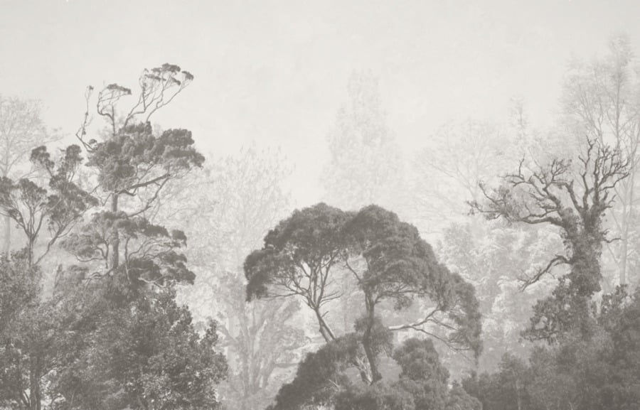 Fototapeta z tropikalną dżunglą w odcieniach szarości Wierzchołki Egzotycznych Drzew We Mgle - zdjęcie numer 2