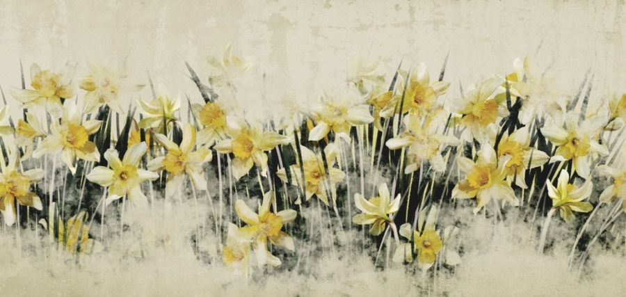 Fototapeta z wiosennym motywem kwiatowym Ściana Żółtych Żonkili - zdjęcie numer 2