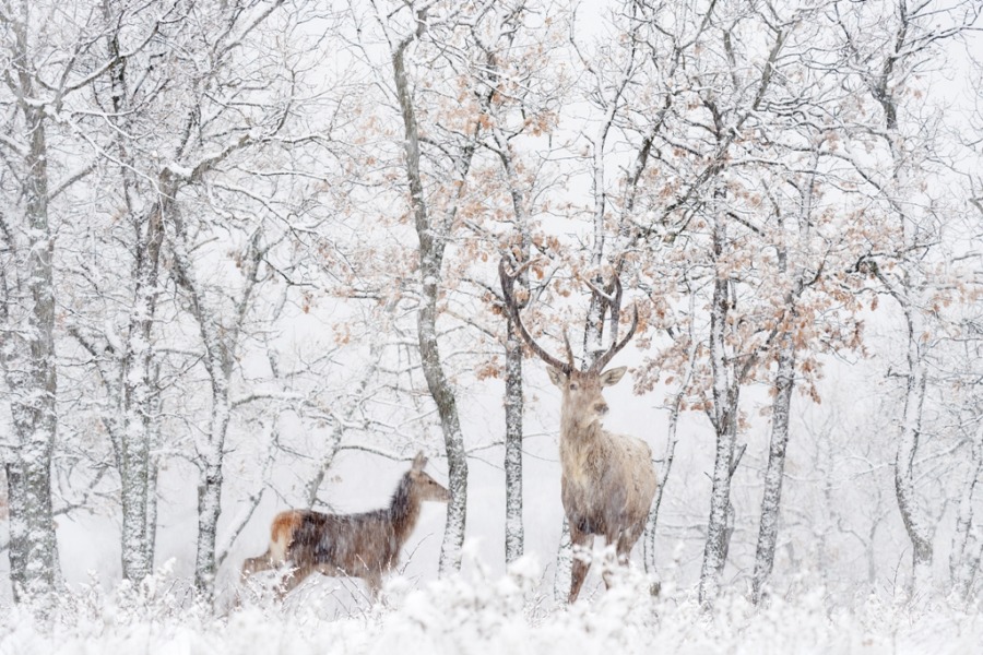 Freska v zasněžené zimě Jelen v Bílém lese - obrázek číslo 2
