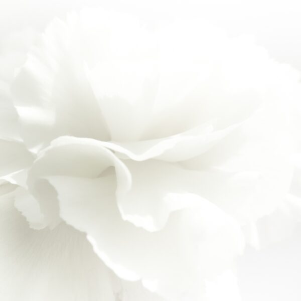Bílá květinová nástěnná malba