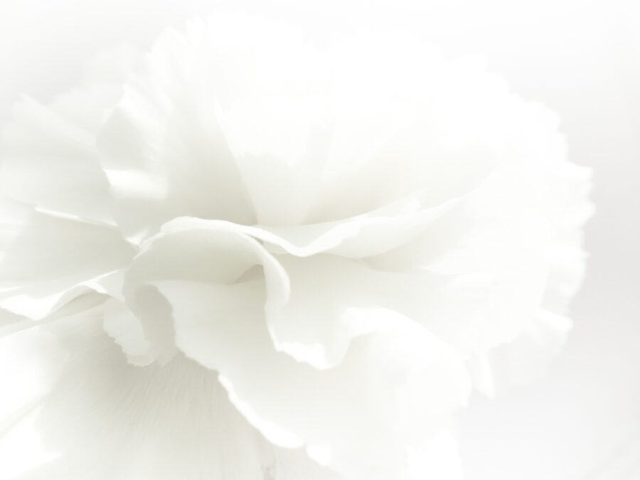 Nástěnná malba s květinovým motivem ve zvětšeném a stylovém nadčasovém barevném provedení White Flower - obrázek číslo 2