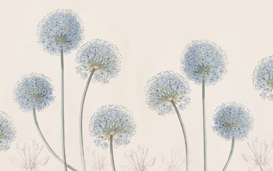 Fototapeta z uniwersalnym motywem roślinnym eleganckim i minimalistycznym Błękitne Dmuchawce  - zdjęcie numer 2