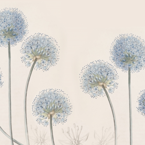 Modré dmychadla tapety