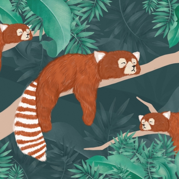 Fototapeta Hnědí lemuři