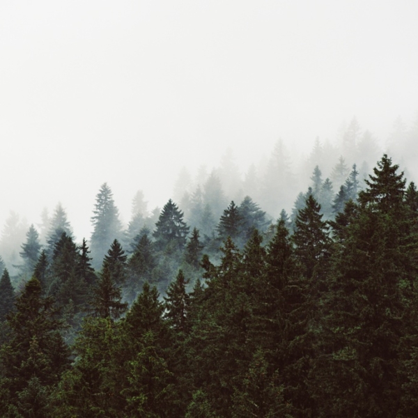 Nástěnná malba Temný les v mlze