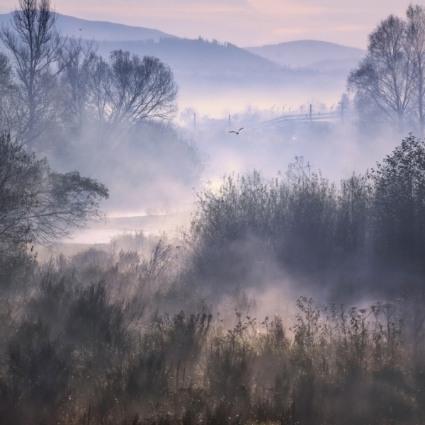 Nástěnná malba Teplá lesní mlha