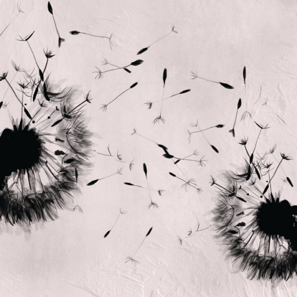 Černé dmychadla tapety