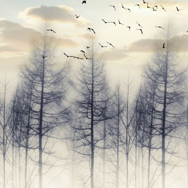 Nástěnná malba Černí ptáci nad stromy