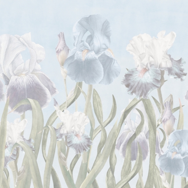 Nástěnná malba Jemné kosatce