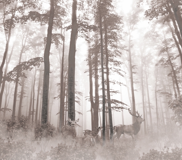 Tapety Hustá lesní mlha