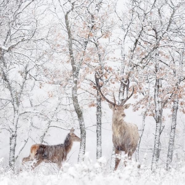 Nástěnná malba Jelen v Bílém lese