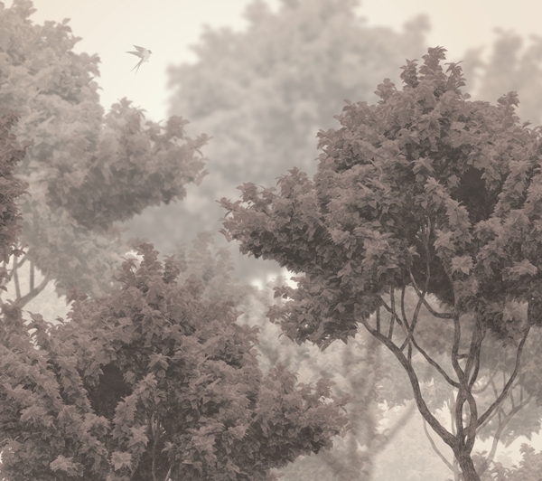 Nástěnná malba Koruny stromů