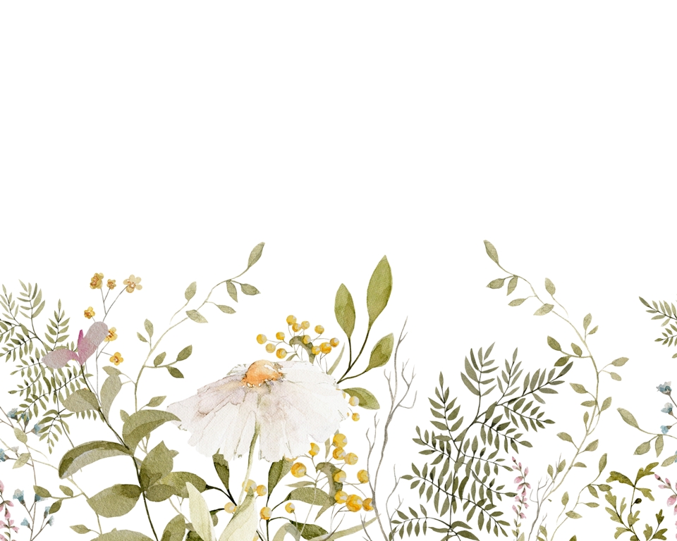 Fototapeta-Kwiat-Rumianku_2173167081-1