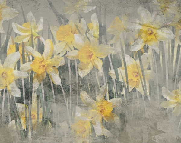 Tapety Narcisová louka