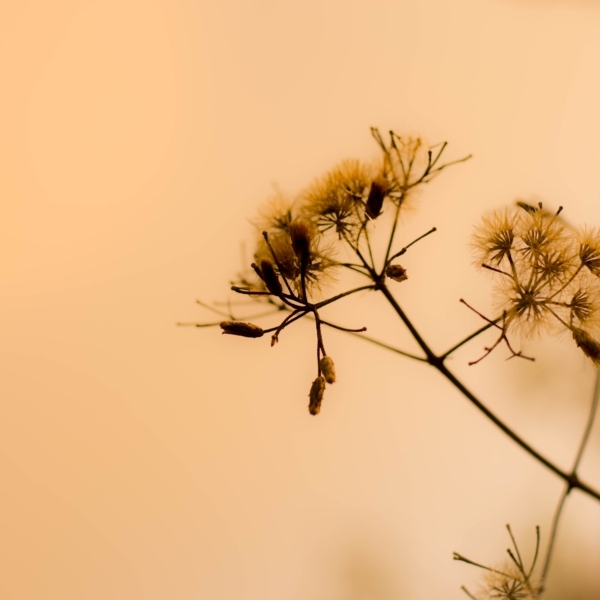 Nástěnná malba Letní květina