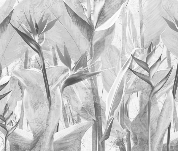 Monochromatické květiny Strelitzia Tapety