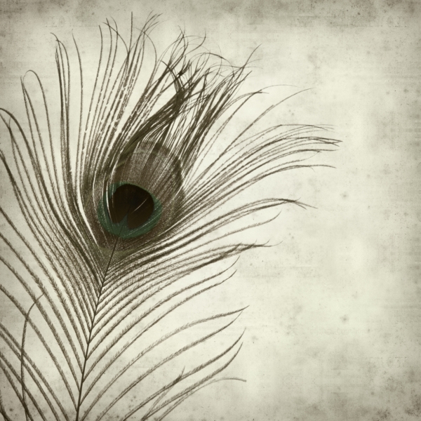 Nástěnná malba Peacock Eye v šedé barvě