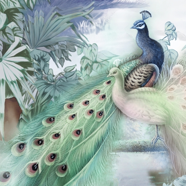 Nástěnná malba Peacock Beauty