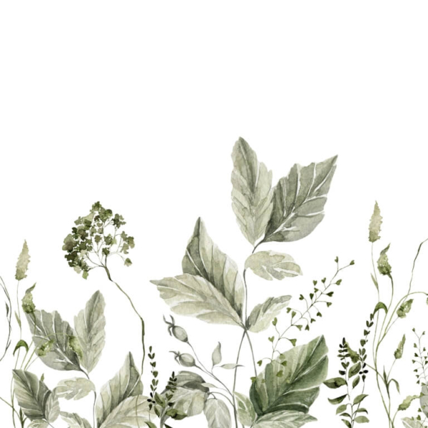 Tapety Rostliny na bílém pozadí