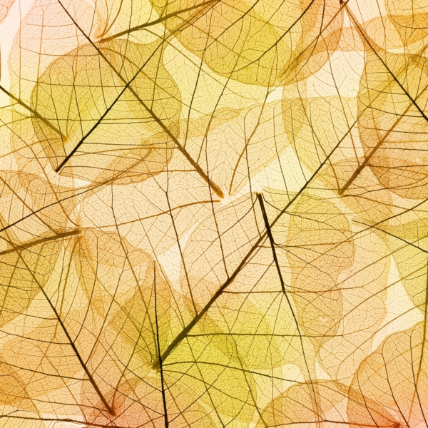 Nástěnná malba Zeď z barevných listů