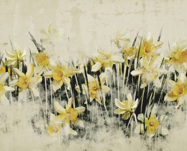 Nástěnná malba žlutých narcisů