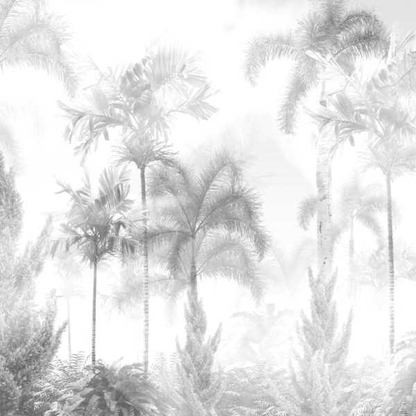 Mlžné palmy tapety