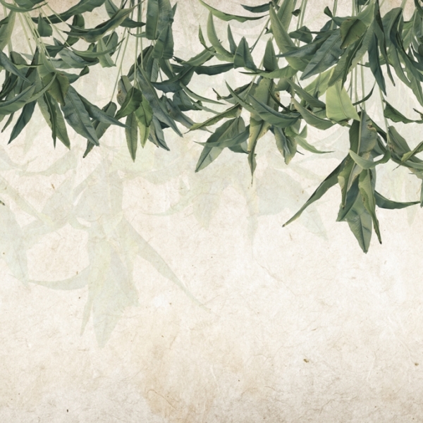 Zelená nástěnná malba na stropě