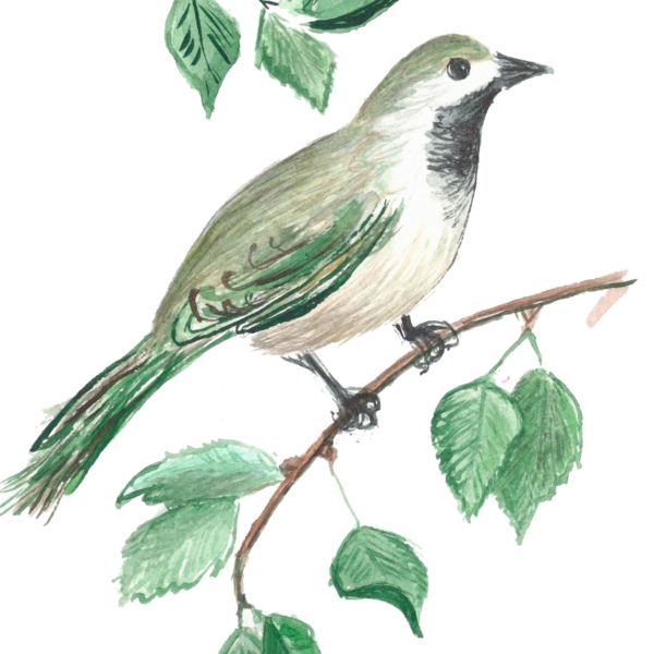 Nástěnná malba Pták na větvi stromu