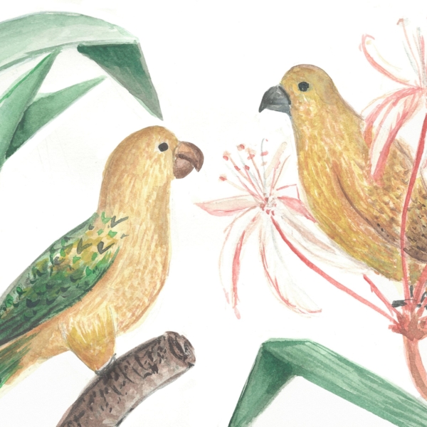 Nástěnní papoušci