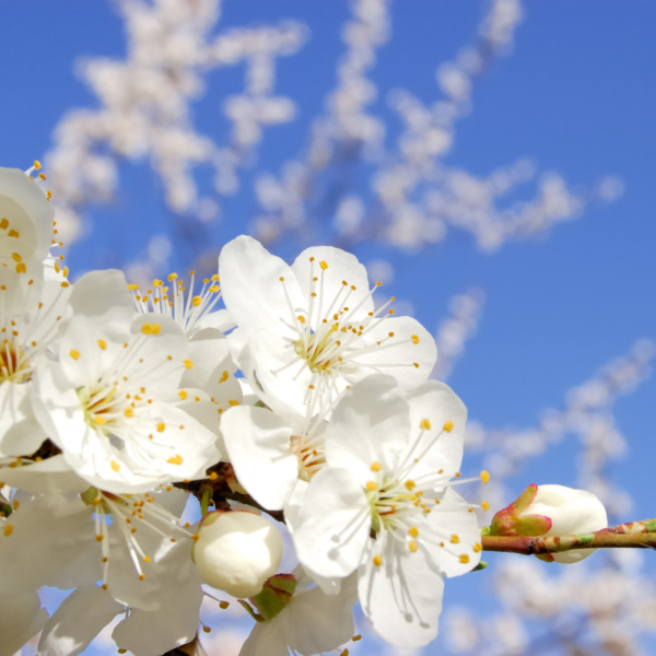 Nástěnná malba Kvetoucí stromy