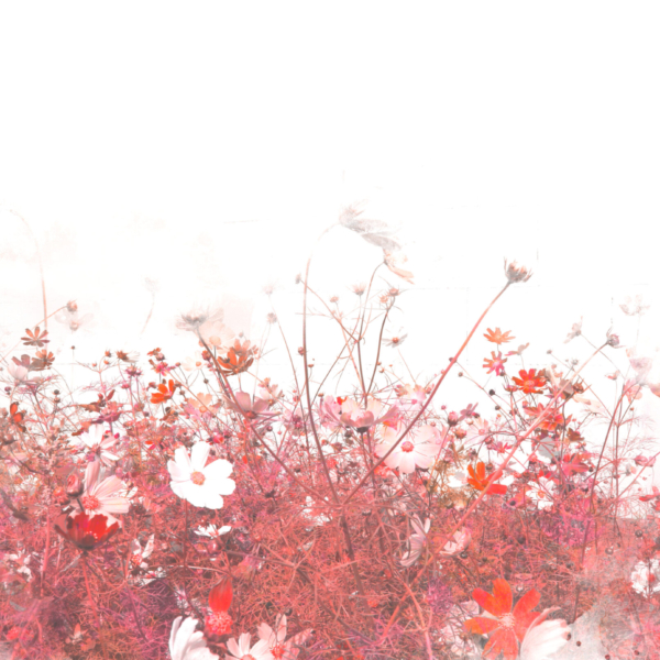 Fototapeta Květiny v růžové a červené barvě